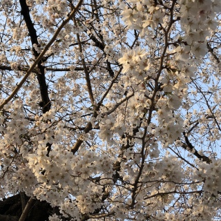 桜の花が