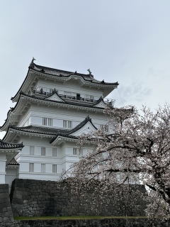 小田原城は満開でした。