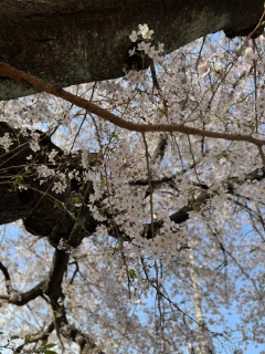 昨日の桜。